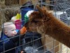 alpaca aaien