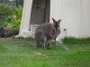 Kanga, onze kangaroe