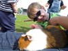 de cavia�s mogen ook mee naar de speelweide.