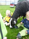 schapen zijn kinderen helemaal gewend.