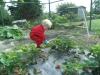 Aardbeitjes plukken in de moestuin; even goed afspoelen en smullen maar!